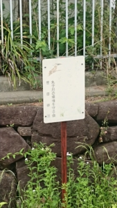 丸子川沿い